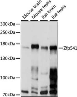 ZNF541 Antibody - Azide and BSA Free, Novus Biologicals:Antibodies:Primary